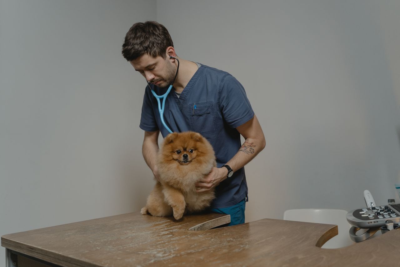 Crafting Captivating Headlines: Your awesome post title goes here A veterinarian checks a Pomeranian dog using a stethoscope in a clinic setting.