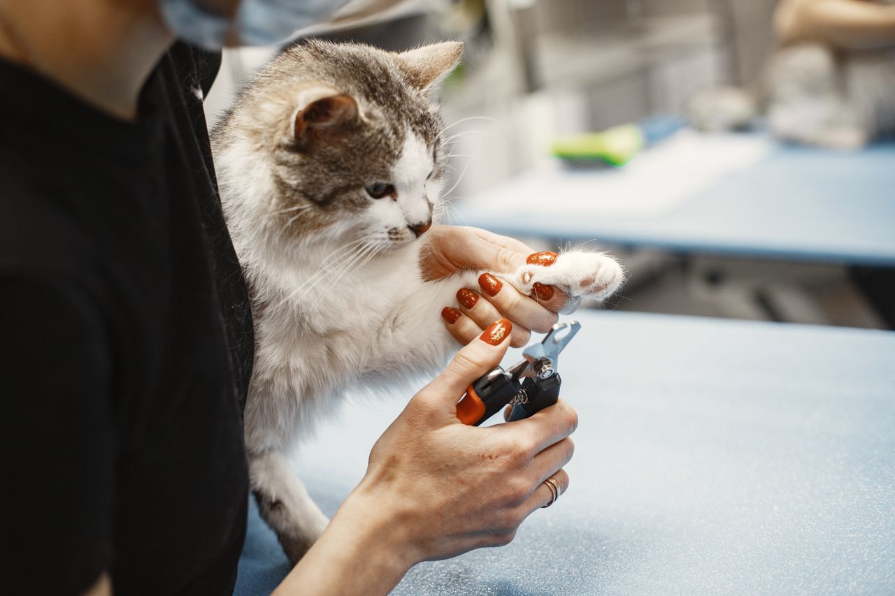 Mastering the First Impression: Your intriguing post title goes here Close-up of a woman trimming a cats claw using nail clippers at home.