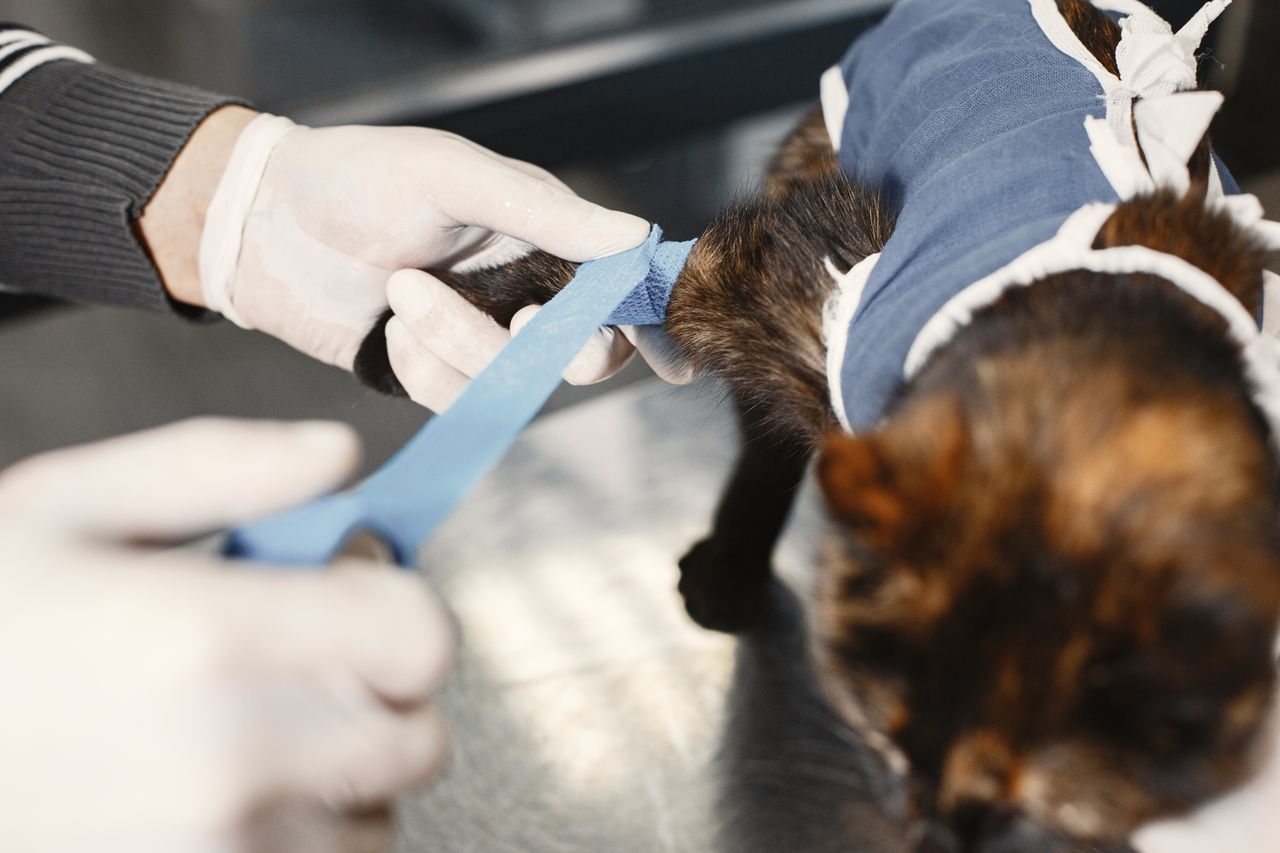 The Art of Drawing Readers In: Your attractive post title goes here A veterinarian skillfully bandages a cats paw post-surgery in a clinic setting.